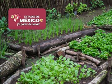 Insumos y equipo para huertos familiares en Edomex: Participa en el programa de bienestar comunitario