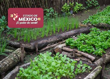 Insumos y equipo para huertos familiares en Edomex: Participa en el programa de bienestar comunitario