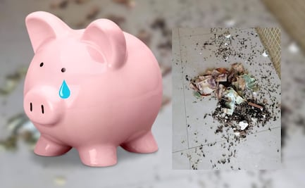 Rompe alcancía con sus ahorros y descubre extraño visitante que se come los billetes, esto pasó