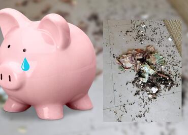Rompe alcancía con sus ahorros y descubre extraño visitante que se come los billetes, esto pasó