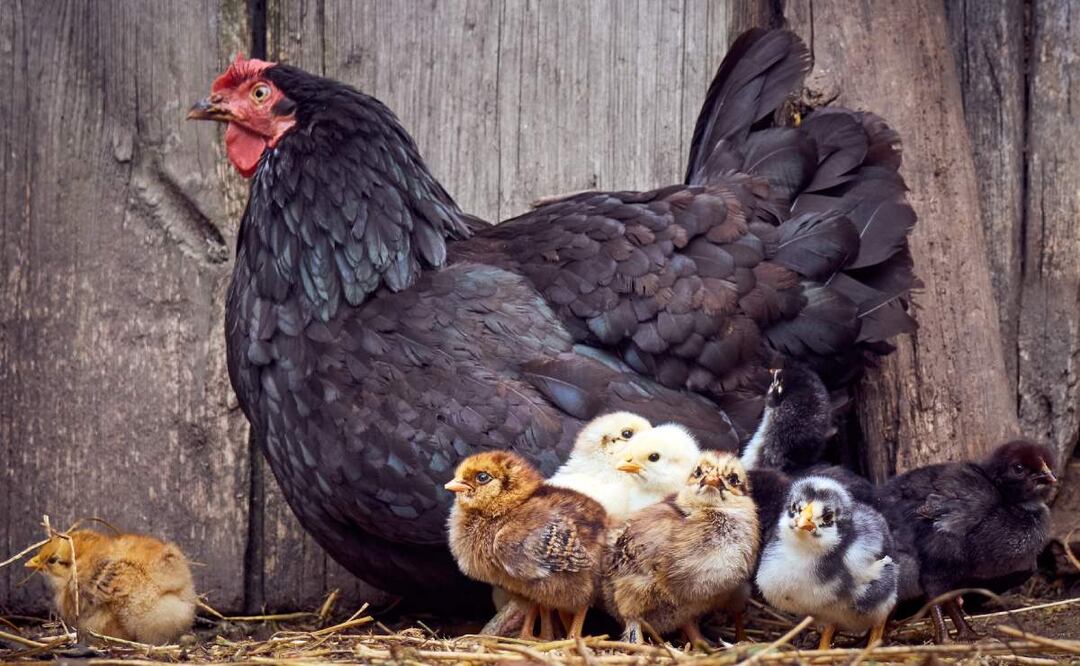 ¿Qué hacer para prevenir la gripe aviar? (Foto: DeDinero)