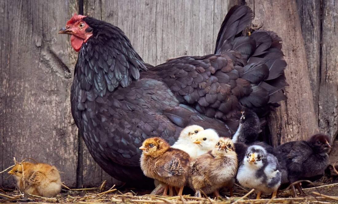 ¿Qué hacer para prevenir la gripe aviar? (Foto: DeDinero)