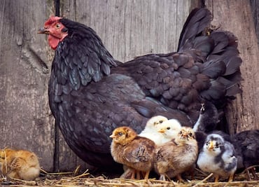 ¿Crías pollos? Vacuna gratuita contra gripe aviar H5N2 en México, guía completa para solicitarla