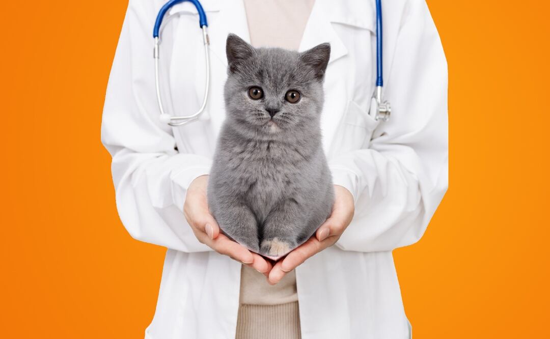 Estas pólizas pueden ahorrarte dinero, si se llega a enfermar tu mascota. (Foto: DeDinero)