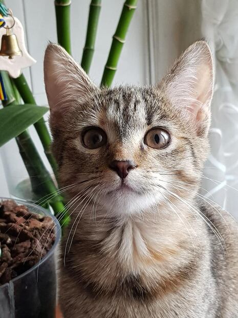 Un gato requerirá atención y gastos desde que llegue a tu casa. (Foto: Unsplash)
