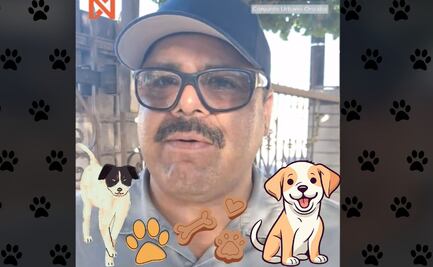 Multan a familia por alimentar perros callejeros: descubrimos lo que dice la ley en México 2025