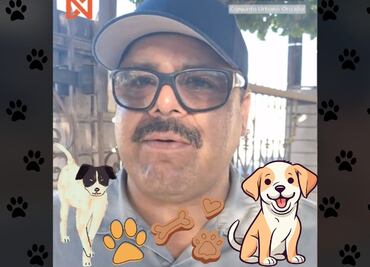 Multan a familia por alimentar perros callejeros: descubrimos lo que dice la ley en México 2025