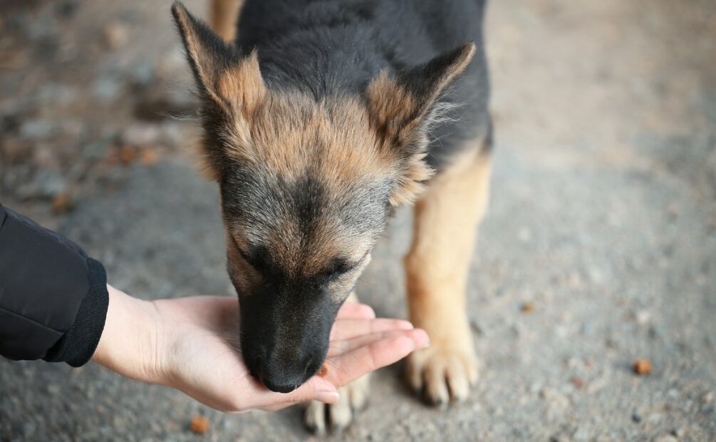 ¿Es legal dar comida a los perros callejeros? (Foto: DeDinero)