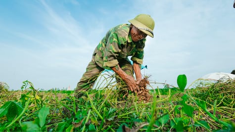 Vacante de Jornalero Agrícola en Canadá con sueldo de 35 mil pesos y seguro médico, solo piden secundaria terminada y no se requiere un nivel avanzado de inglés