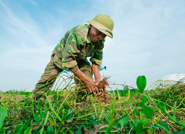 Vacante de Jornalero Agrícola en Canadá con sueldo de 35 mil pesos y seguro médico, solo piden secundaria terminada y no se requiere un nivel avanzado de inglés