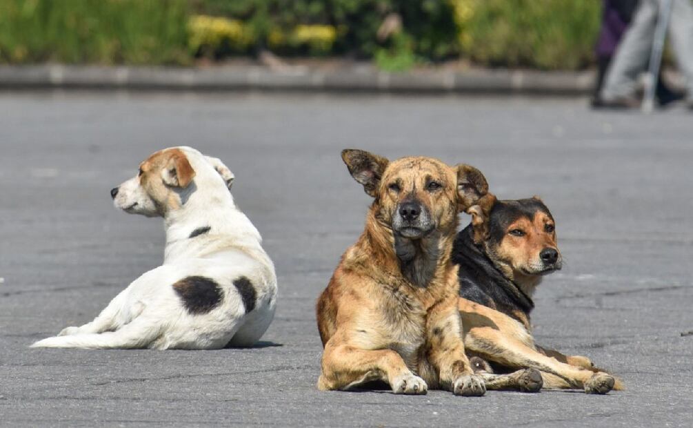 ¿Te pueden multar por alimentar un perrito de la calle? (Foto: Cuartoscuro)