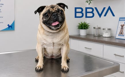 Seguro para mascotas de BBVA: descubre cuánto cuesta, qué cubre y por qué cuida tu bolsillo también