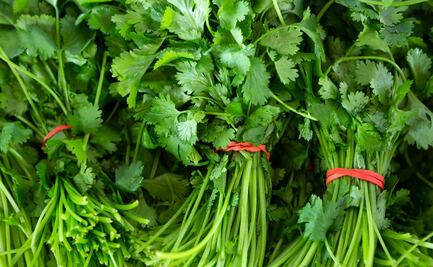 Crisis del cilantro: Por qué un manojo cuesta 600 pesos en junio 2024