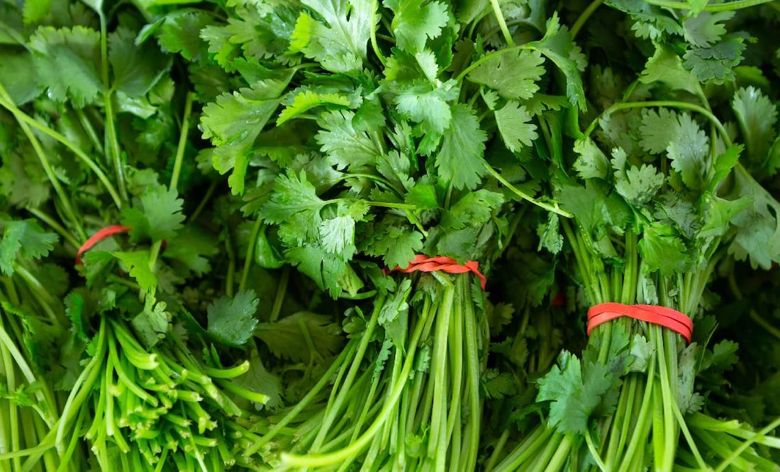 ¿Cuánto cuesta un manojo de cilantro? (Foto: DeDinero)