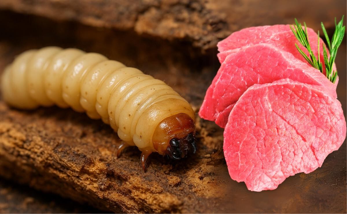 Gusano Barrenador del ganado: Así infecta economía mexicana, carne costaría hasta 300 pesos el kilo