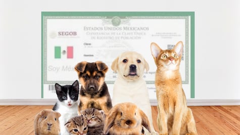 RUAC CDMX: Así puedes sacar el “CURP” para tu lomito o michi