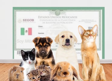 RUAC CDMX: Así puedes sacar el “CURP” para tu lomito o michi