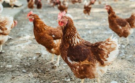 Qué está pasando con el precio del huevo en EU. Fue primero la gallina, dicen analistas