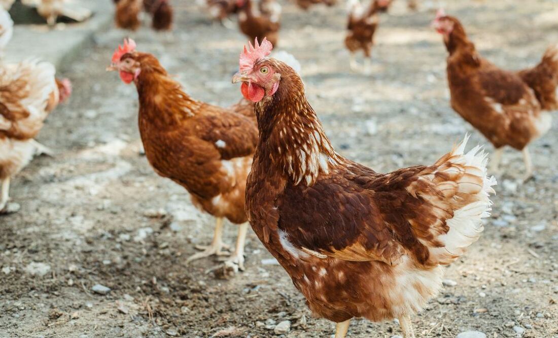 Alza de precio del huevo en Estados Unidos (Foto: DeDinero)