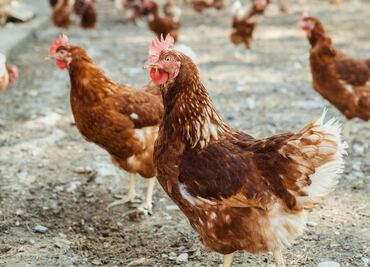 Qué está pasando con el precio del huevo en EU. Fue primero la gallina, dicen analistas