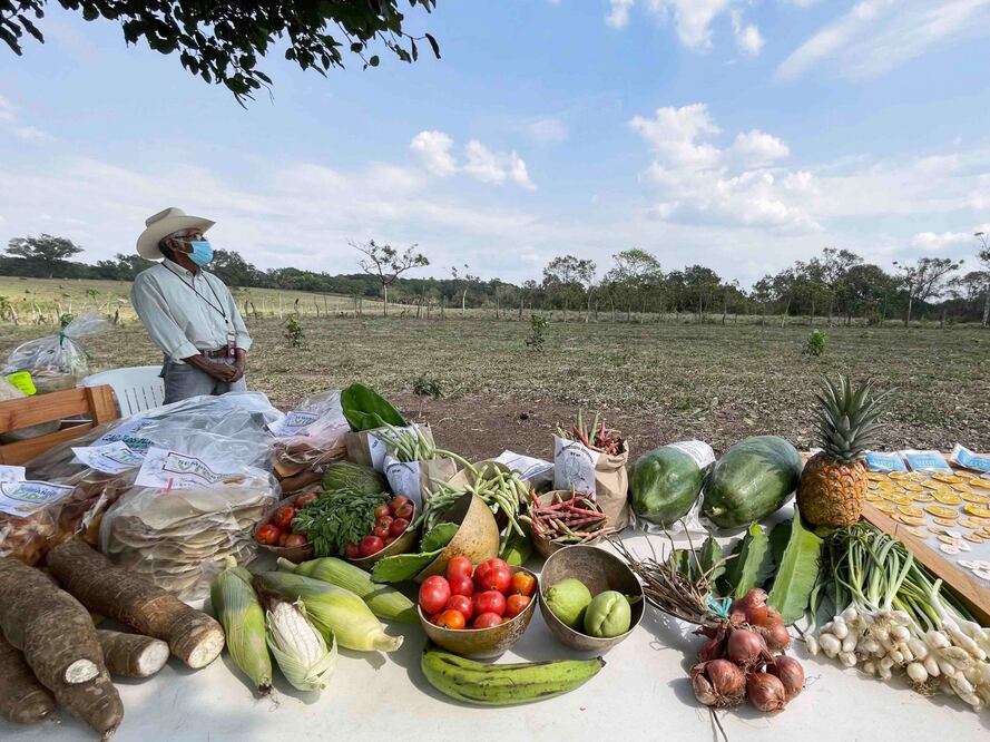Sembrando Vida impulsa la autosuficiencia alimentaria, el empleo digno en el campo y la regeneración ambiental en comunidades rurales (Foto: Cuartoscuro)