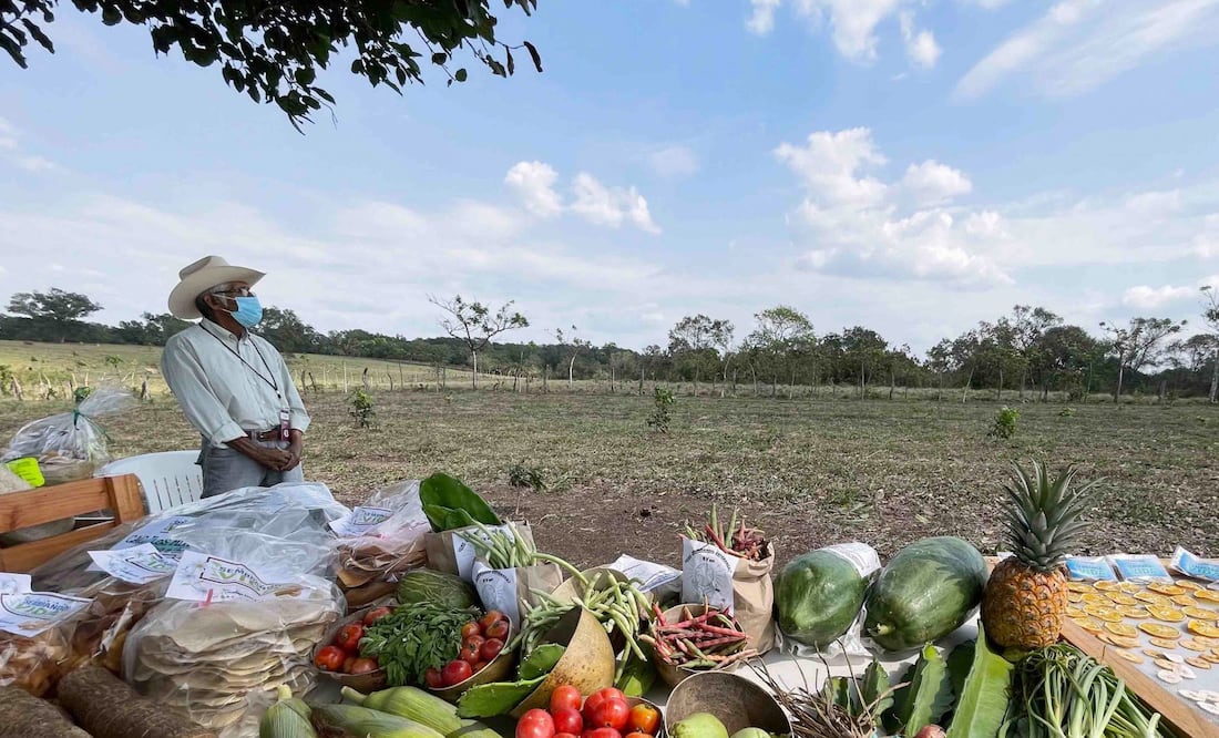 Sembrando Vida impulsa la autosuficiencia alimentaria, el empleo digno en el campo y la regeneración ambiental en comunidades rurales (Foto: Cuartoscuro)