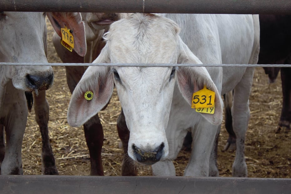 Las pérdidas económicas por el gusano barrenador (Foto: Cuartoscuro)