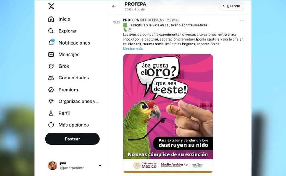 ¿Cuánto es la multa por tener un loro? (Foto: Redes sociales)