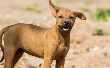 Qué pasa si le das de comer a un perro callejero en México; cuida estos detalles para evitar multas