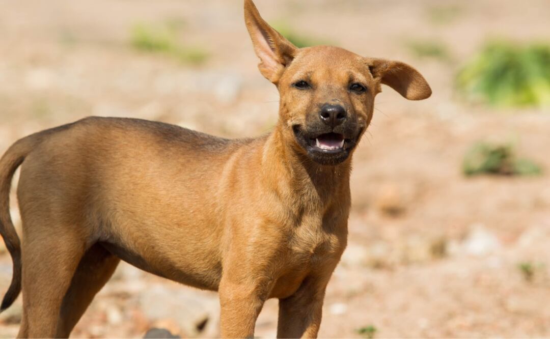 ¿Es legal dar comida a los perros callejeros? (Foto: DeDinero)