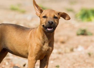 Qué pasa si le das de comer a un perro callejero en México; cuida estos detalles para evitar multas