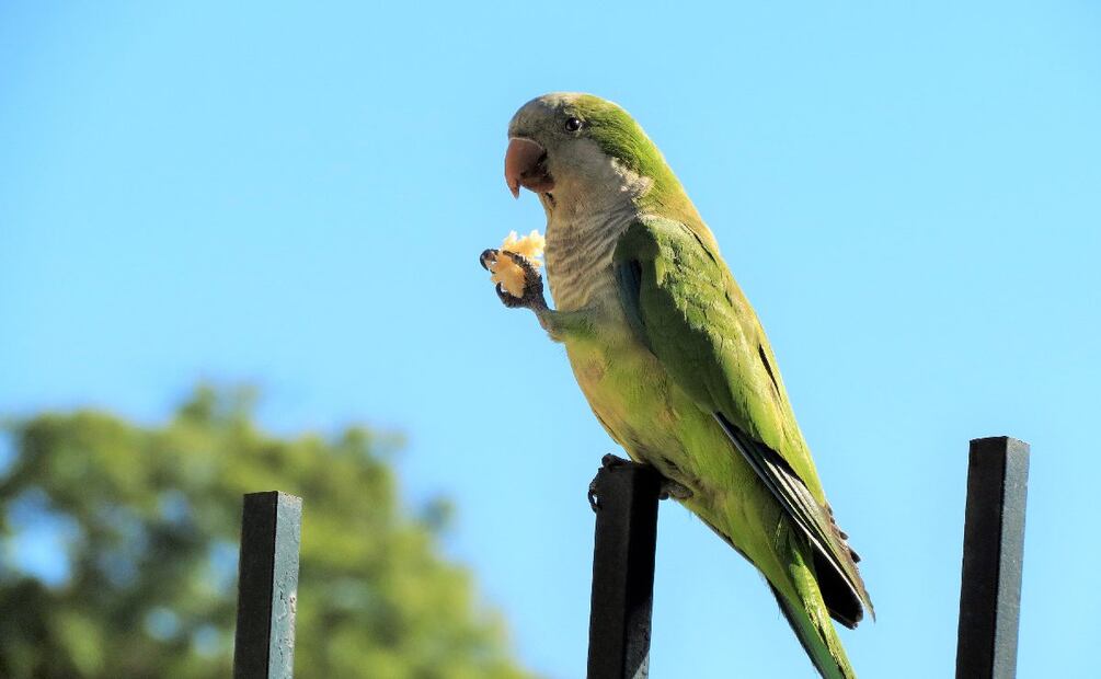 ¿Cuánto es la multa por tener un loro? (Foto: DeDinero)
