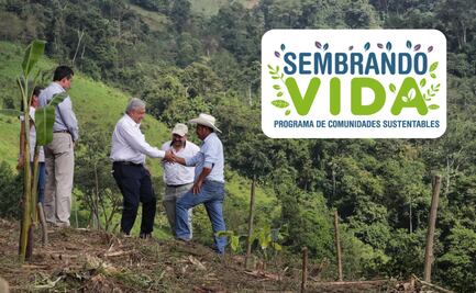 Sembrando Vida ¿Cómo inscribirse al programa que entrega apoyos de 6 mil 250 pesos al mes