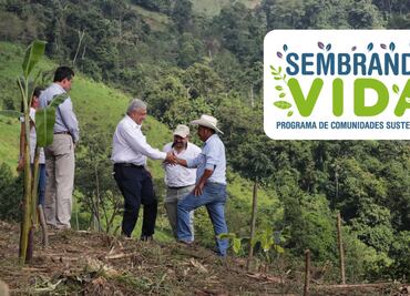 Sembrando Vida ¿Cómo inscribirse al programa que entrega apoyos de 6 mil 250 pesos al mes