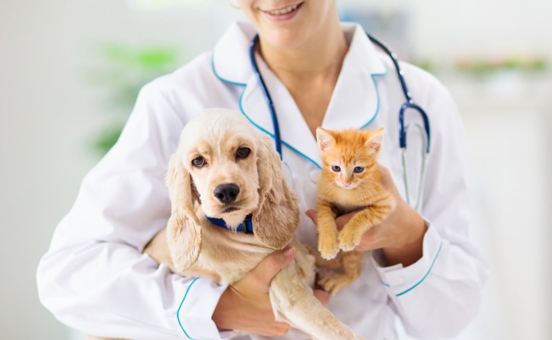 ¿Buscas una clínica veterinaria pública en CDMX? Conoce las mejores opciones de atención accesible. (Foto: DeDinero)