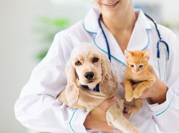 Atención veterinaria en CDMX: Servicios gratuitos y de bajo costo para perros y gatos