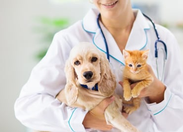Atención veterinaria en CDMX: Servicios gratuitos y de bajo costo para perros y gatos