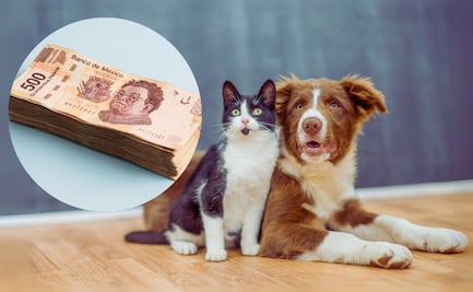 Qué pasa si tu perro o gato no tiene CURP: Autoridades explican cómo funciona y cuándo hay multas