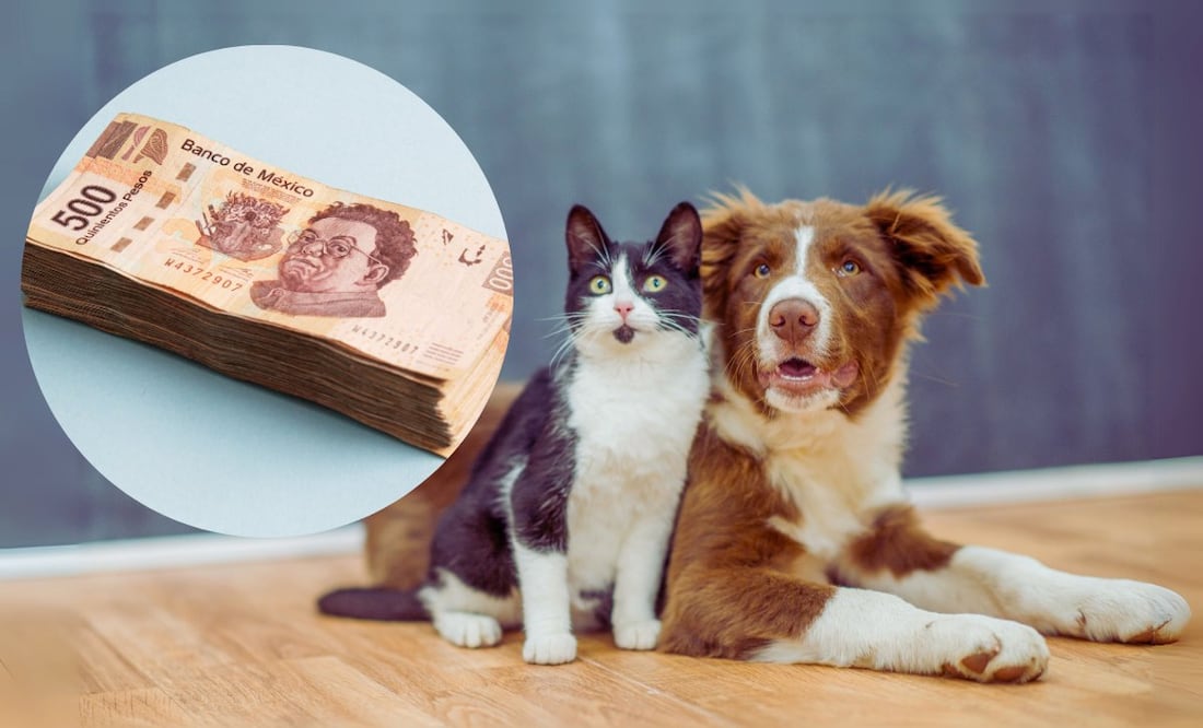 ¿Cuánto cuesta el CURP para mascotas? (Foto: DeDinero)