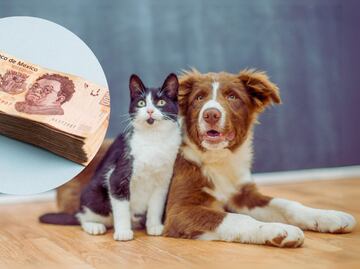 Qué pasa si tu perro o gato no tiene CURP: Autoridades explican cómo funciona y cuándo hay multas