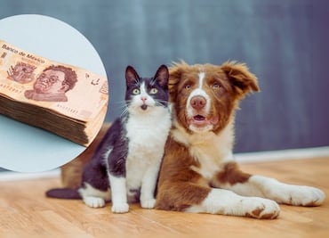 Qué pasa si tu perro o gato no tiene CURP: Autoridades explican cómo funciona y cuándo hay multas