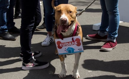 Multas sin dinero: La increíble forma en que CDMX combina tránsito y bienestar de perritos