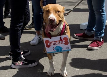 Multas sin dinero: La increíble forma en que CDMX combina tránsito y bienestar de perritos