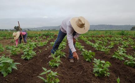 Vacante en Estados Unidos: Buscan trabajador de campo para ganar 15 mil pesos semanales