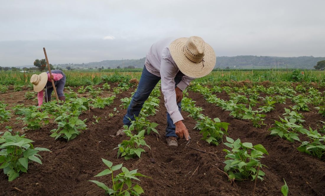 De Smet busca un trabajador agrícola para trabajar en Estados Unidos (Foto: DeDinero)