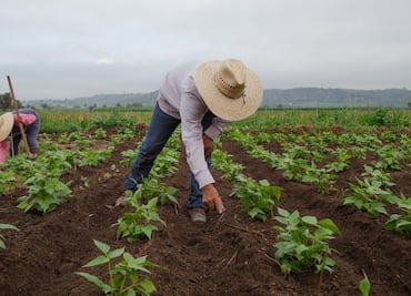 Vacante en Estados Unidos: Buscan trabajador de campo para ganar 15 mil pesos semanales