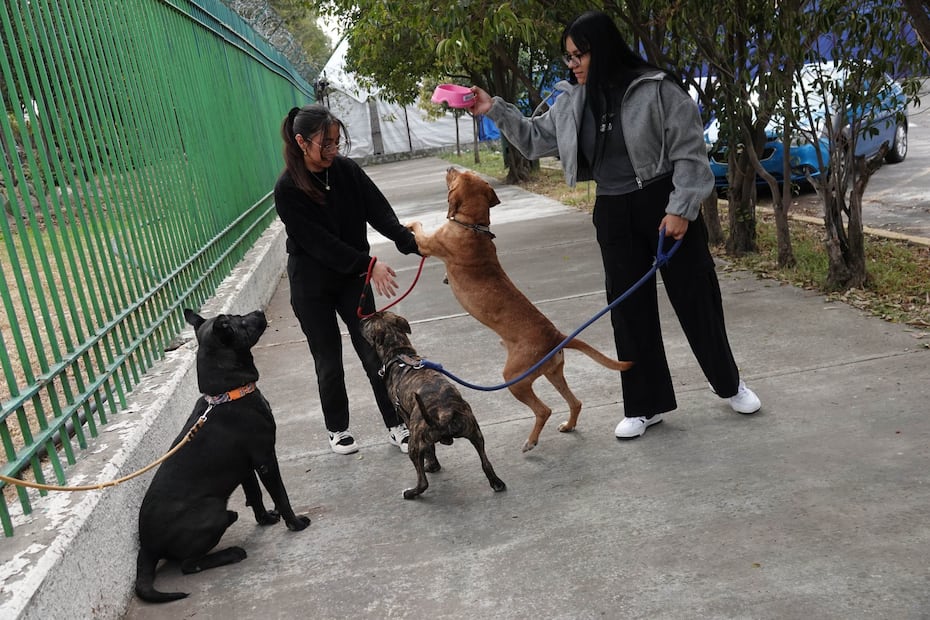 AGATAN realiza esterilizaciones gratuitas en Chapultepec para perros y gatos, con el fin de controlar la sobrepoblación y promover el bienestar animal (Foto: Cuartoscuro)