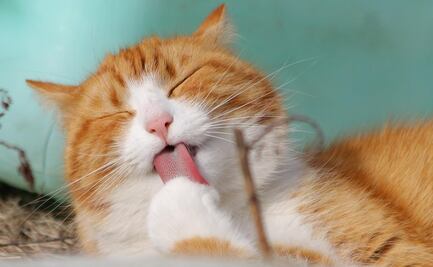 ¿Quieres un gato? Esto cuesta mantener al verdadero rey del hogar