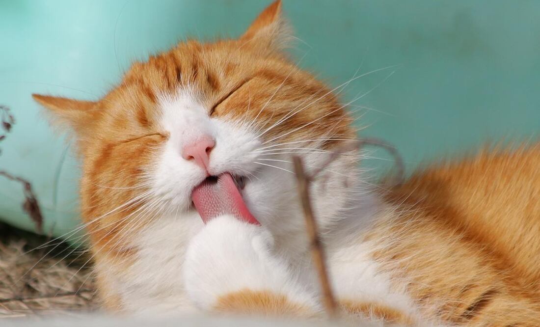 Si contemplas los gastos para mantener a tu mascota, podrás disfrutar su compañía sin dañar tus finanzas. (Foto: Pixabay)