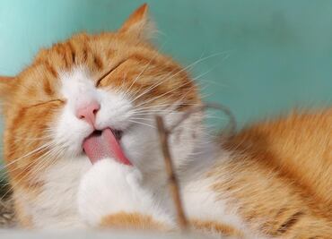 ¿Quieres un gato? Esto cuesta mantener al verdadero rey del hogar